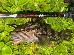 タケノコメバルの釣果