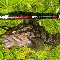 タケノコメバル