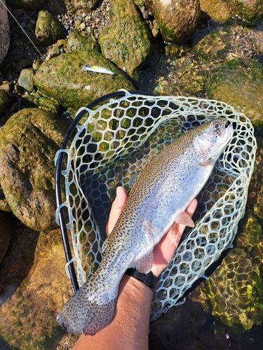 ニジマスの釣果