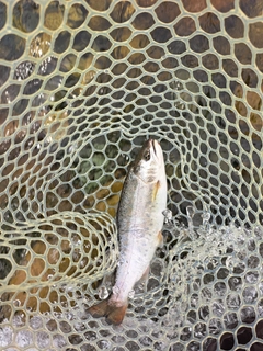 ヤマメの釣果