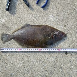 ミズクサガレイ