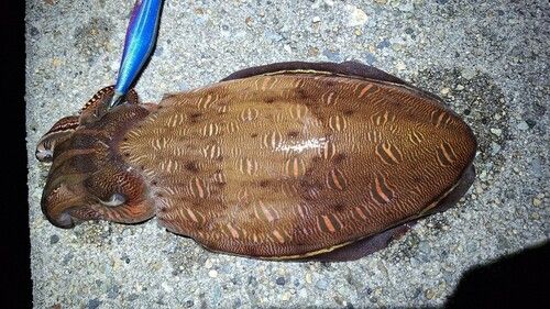 コウイカの釣果