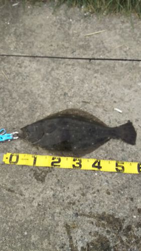 ヒラメの釣果