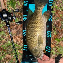 スモールマウスバス