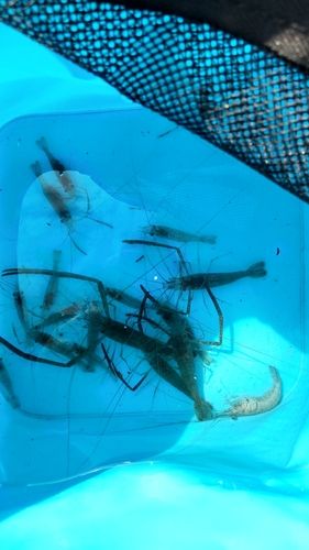 テナガエビの釣果