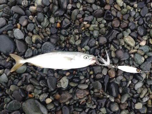 ワカシの釣果
