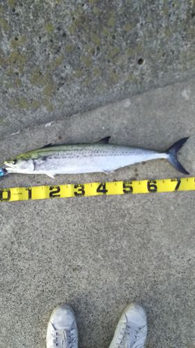 サワラの釣果