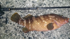 キジハタの釣果