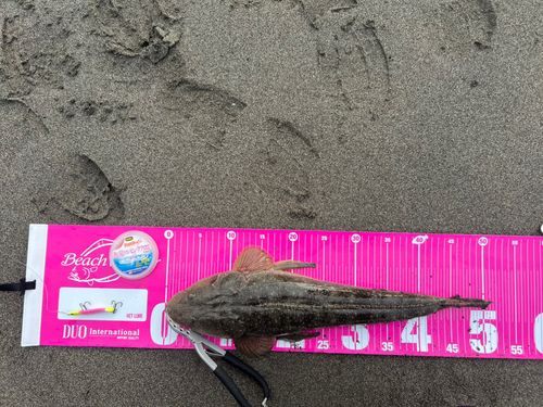 マゴチの釣果