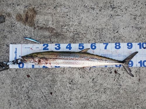 サワラの釣果
