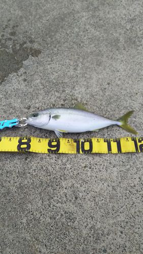 ショゴの釣果