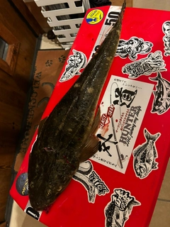 マゴチの釣果