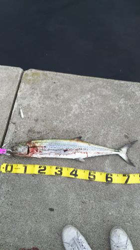 サワラの釣果