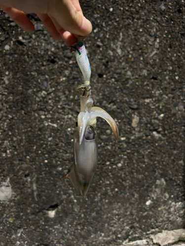 ムギイカの釣果