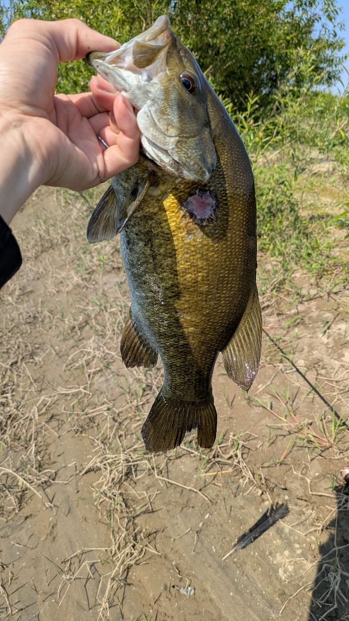 スモールマウスバス