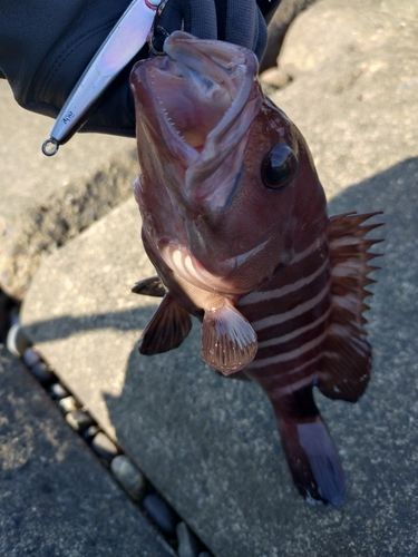 マハタモドキの釣果