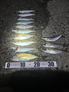 アジの釣果