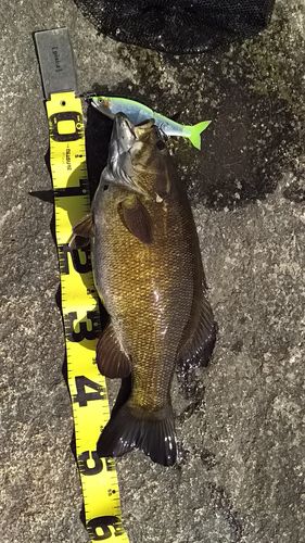 スモールマウスバス