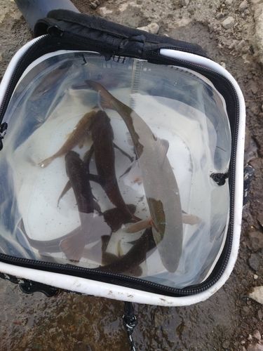 エゾメバルの釣果