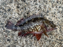 カサゴの釣果
