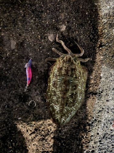 モンゴウイカの釣果