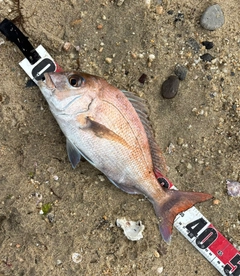 タイの釣果