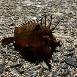 メバル