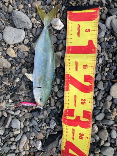 ワカシの釣果
