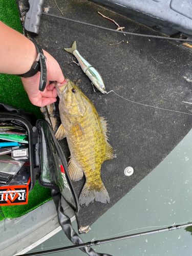 スモールマウスバスの釣果