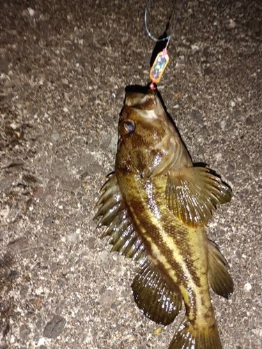 シマソイの釣果