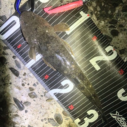マゴチの釣果