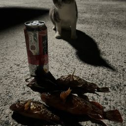 カサゴ