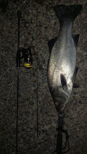 ヒラスズキの釣果
