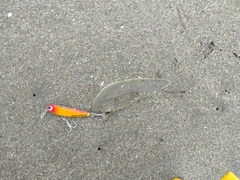 シタビラメの釣果