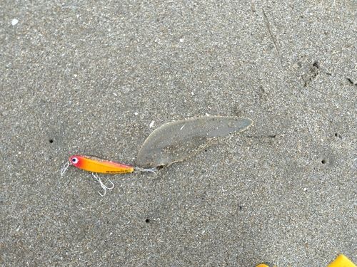シタビラメの釣果