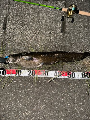 ナマズの釣果