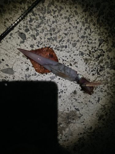 ヤリイカの釣果