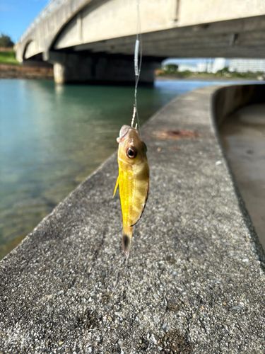 フエダイの釣果