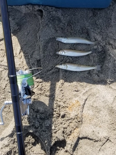 シロギスの釣果
