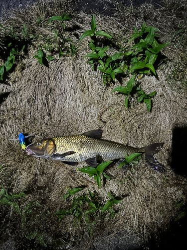 ニゴイの釣果