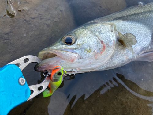 セイゴ（マルスズキ）の釣果