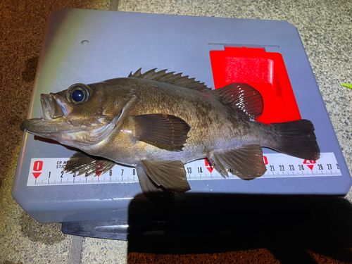 メバルの釣果