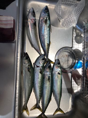 サバの釣果
