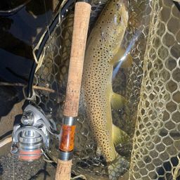 ブラウントラウト