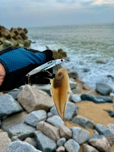 シタビラメの釣果