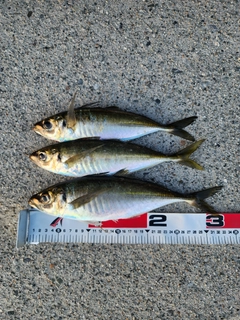 アジの釣果