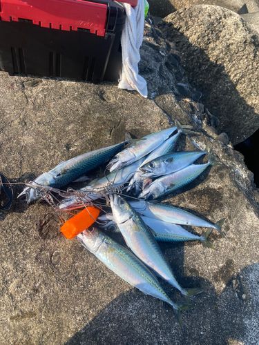 サバの釣果
