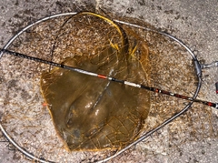 アカエイの釣果