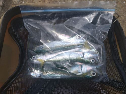 サバの釣果
