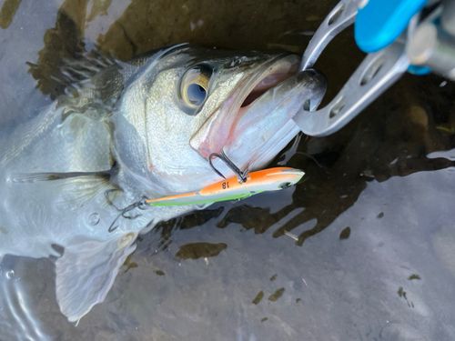 セイゴ（マルスズキ）の釣果